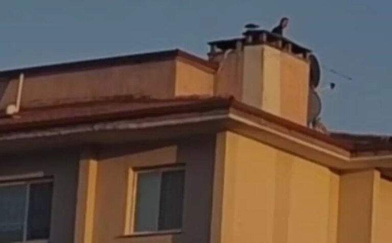 boluda catidaki tilki kurtarildi MIjSum4j