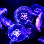 fransada nukleer denizanasi alarmi dort reaktor kapatildi qWwrIpys