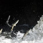 van golundeki balik sayisinda rekor artis rjDjPaWY