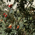 bayburttan iyi haber daglarda kusburnu bollugu yasaniyor KRbm6buF