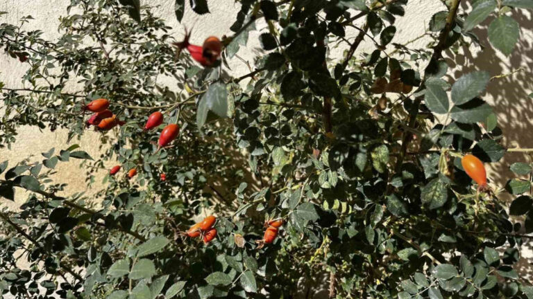 bayburttan iyi haber daglarda kusburnu bollugu yasaniyor KRbm6buF