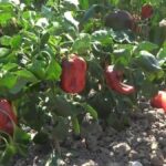 kapya biberde hasat sevinci mi maliyet endisesi mi x7812uWv