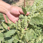 tokattan isvicreye bitkide buyuk donusum YqZnjcIU