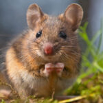 ucaktaki kacak yolcu ile gelen buyuk tehlike ZAuJiXz6