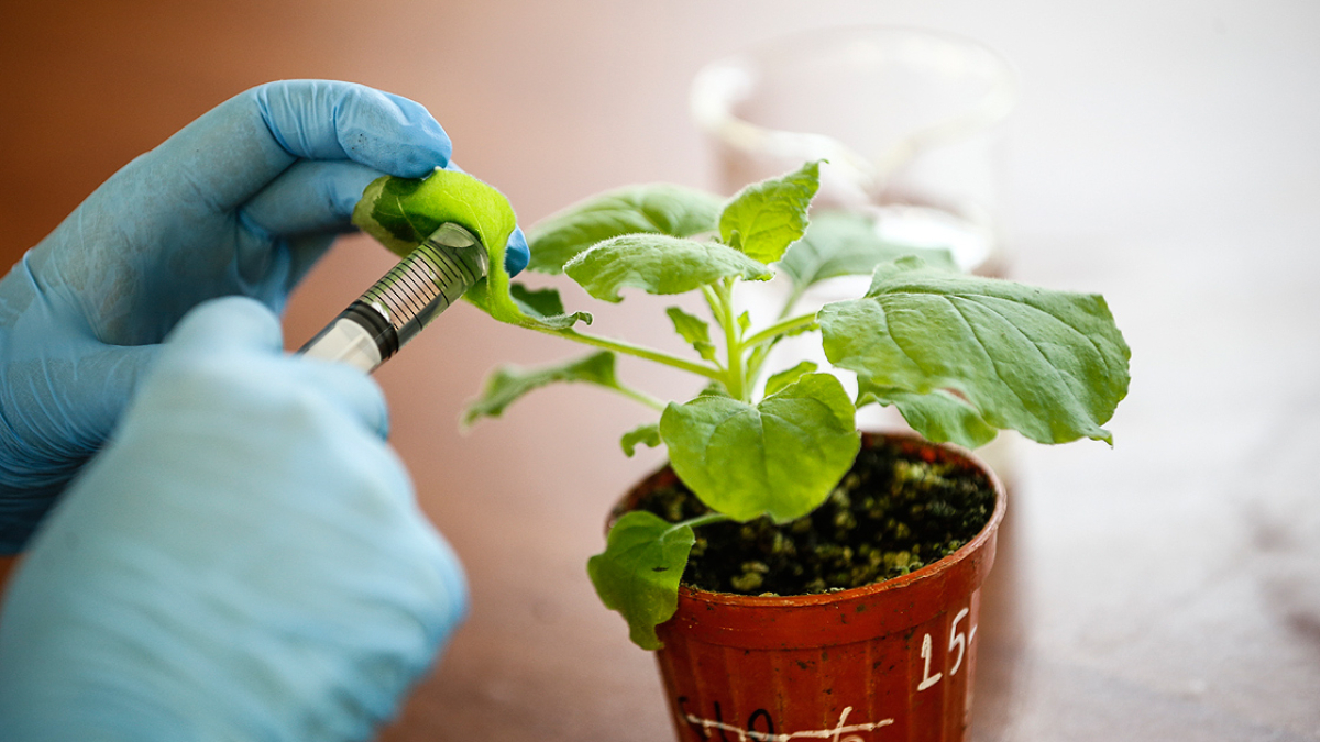 soguga dayanikli iste kasim ayinda ekilecekdikilecek bitkiler WwBD15gV.jpg