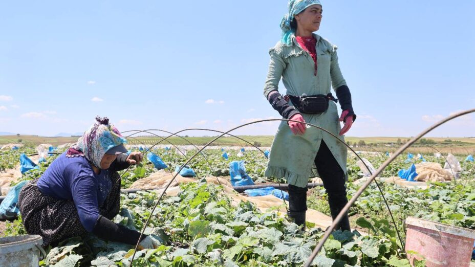 Salatalık Hasadı Başladı: Tarlada 10 Lira, Tezgahta 30 Lira